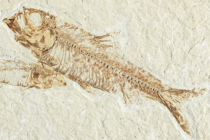 Two Detailed Fossil Fish (Knightia) - Wyoming #224546